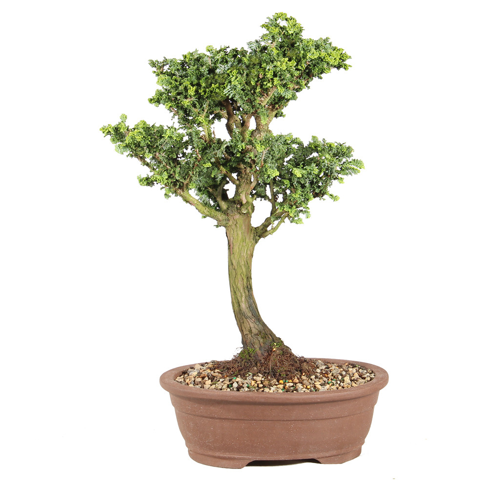 Dwarf Hinoki Cypress in a bonsai container