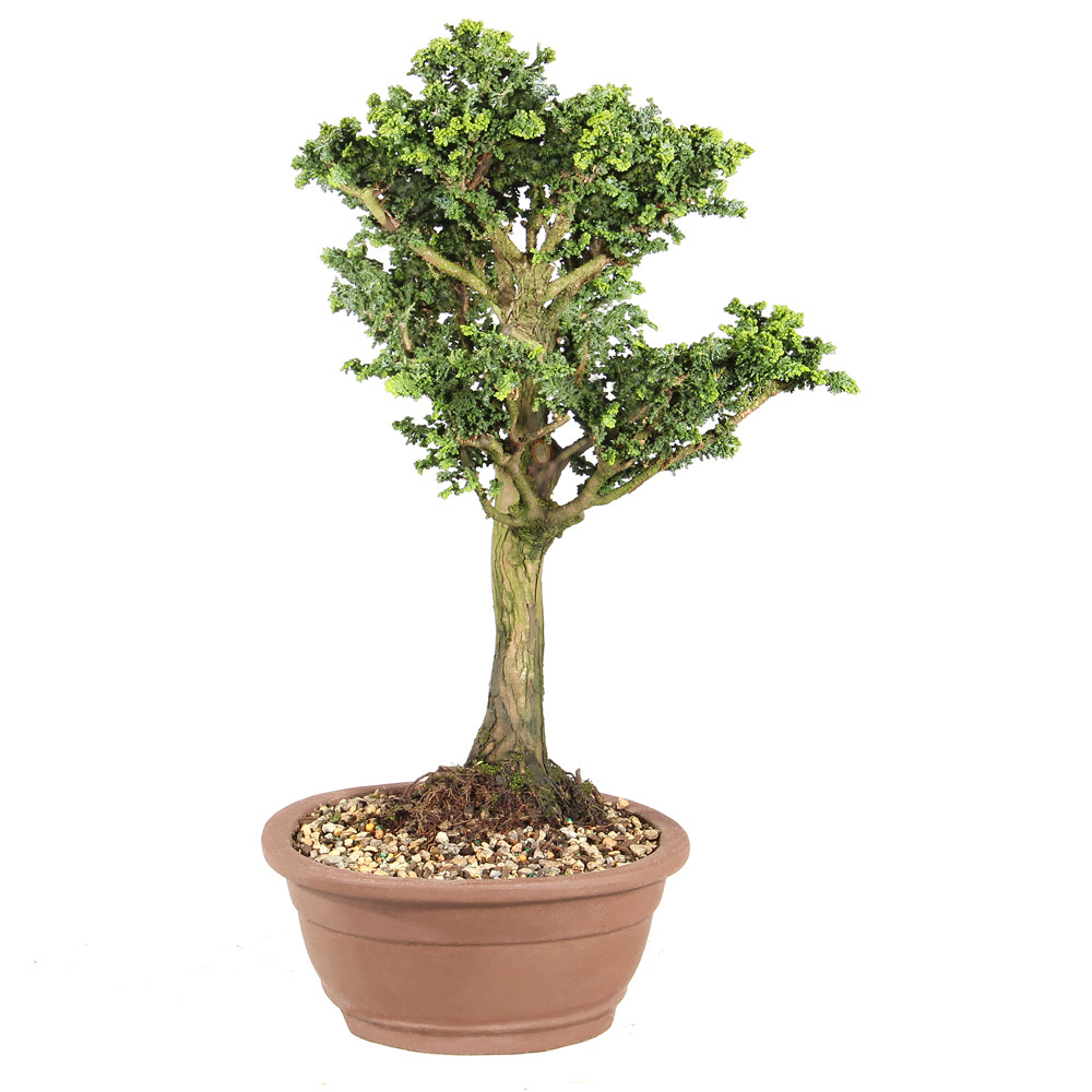 Dwarf Hinoki Cypress right side view