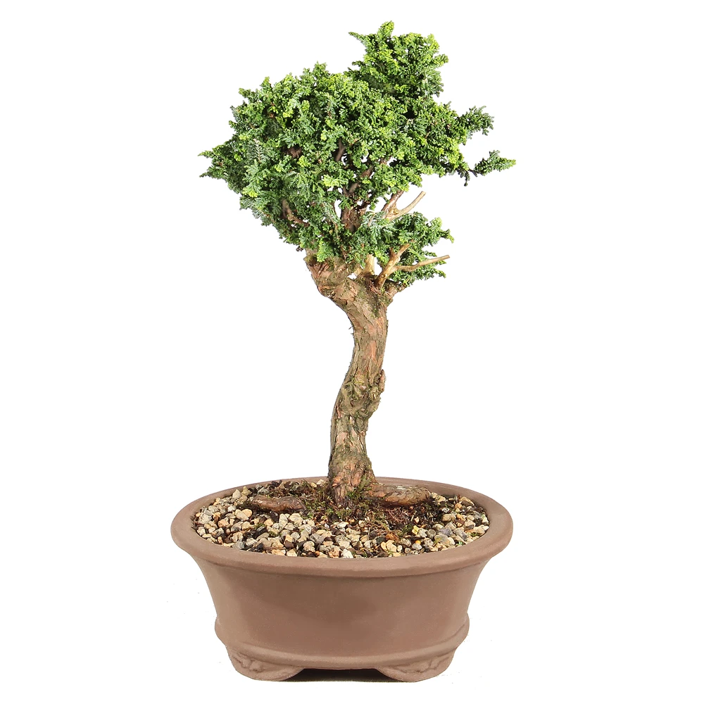 Dwarf Hinoki Cypress left side view 