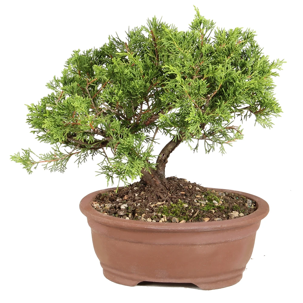Shimpaku Juniper in a bonsai container 