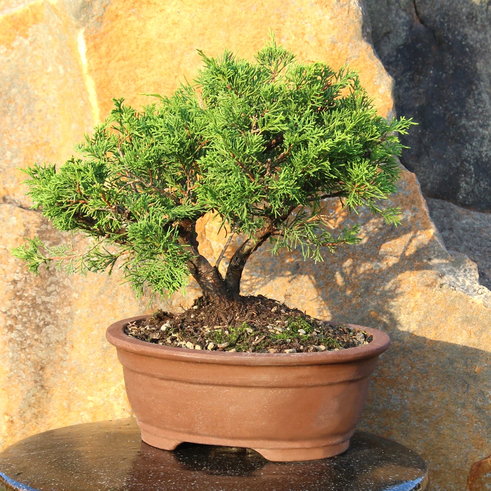 Shimpaku Juniper in an outdoor setting 
