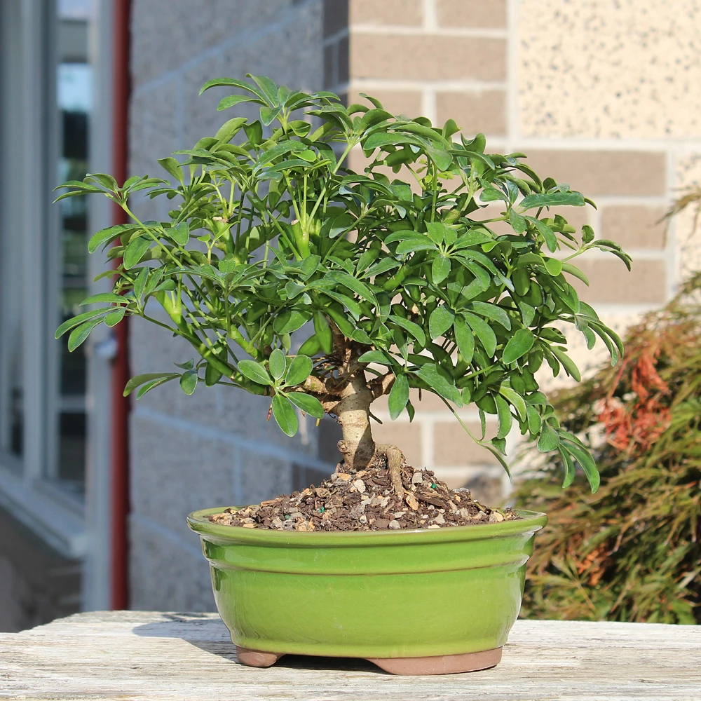 Hawaiian Umbrella bonsai tree 