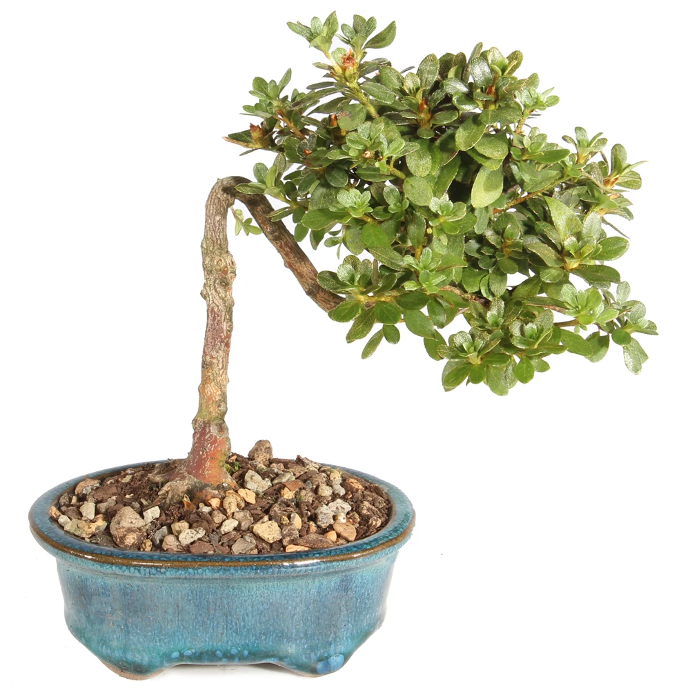 Azalea in a bonsai container 
