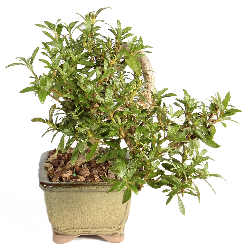 Azalea right side view 