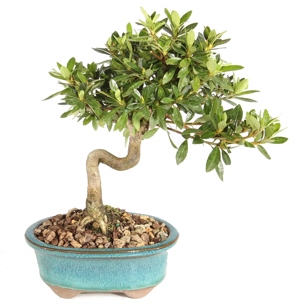 Azalea in a bonsai container 