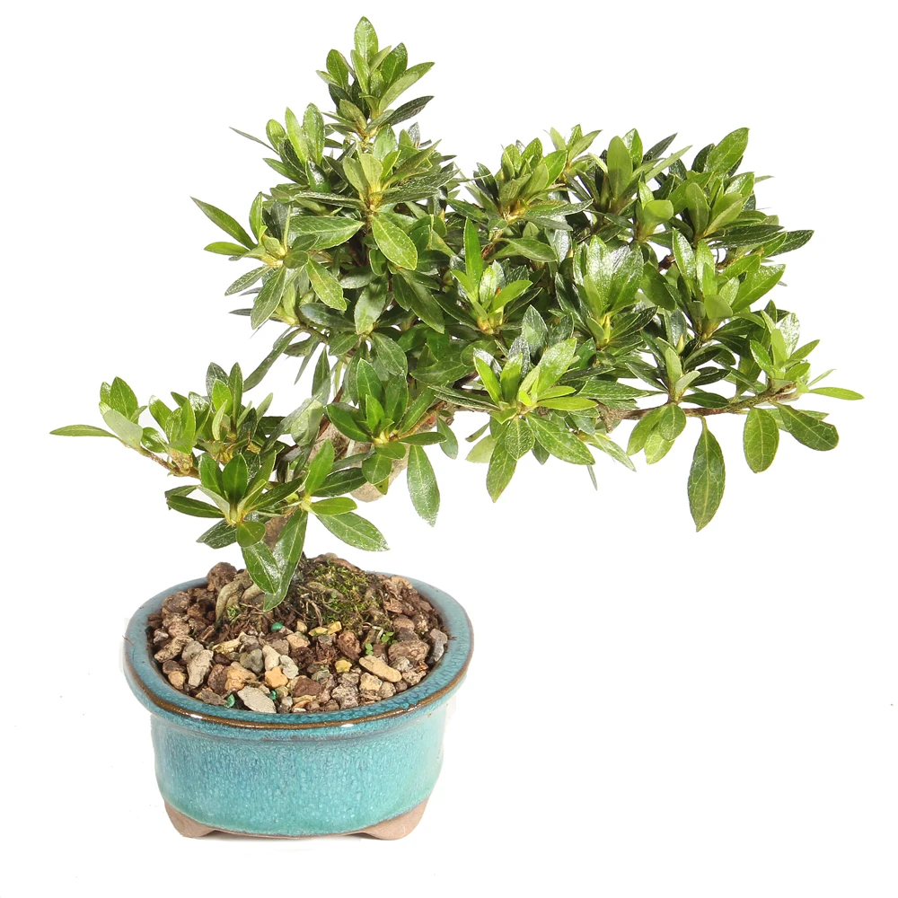 Azalea right side view 