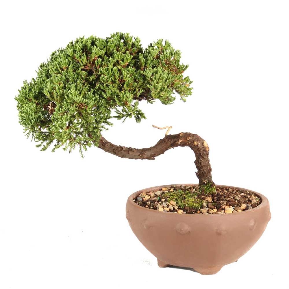 Green Mound Juniper back view 