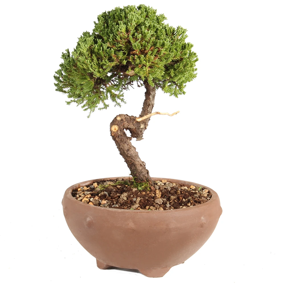 Green Mound Juniper left side view 