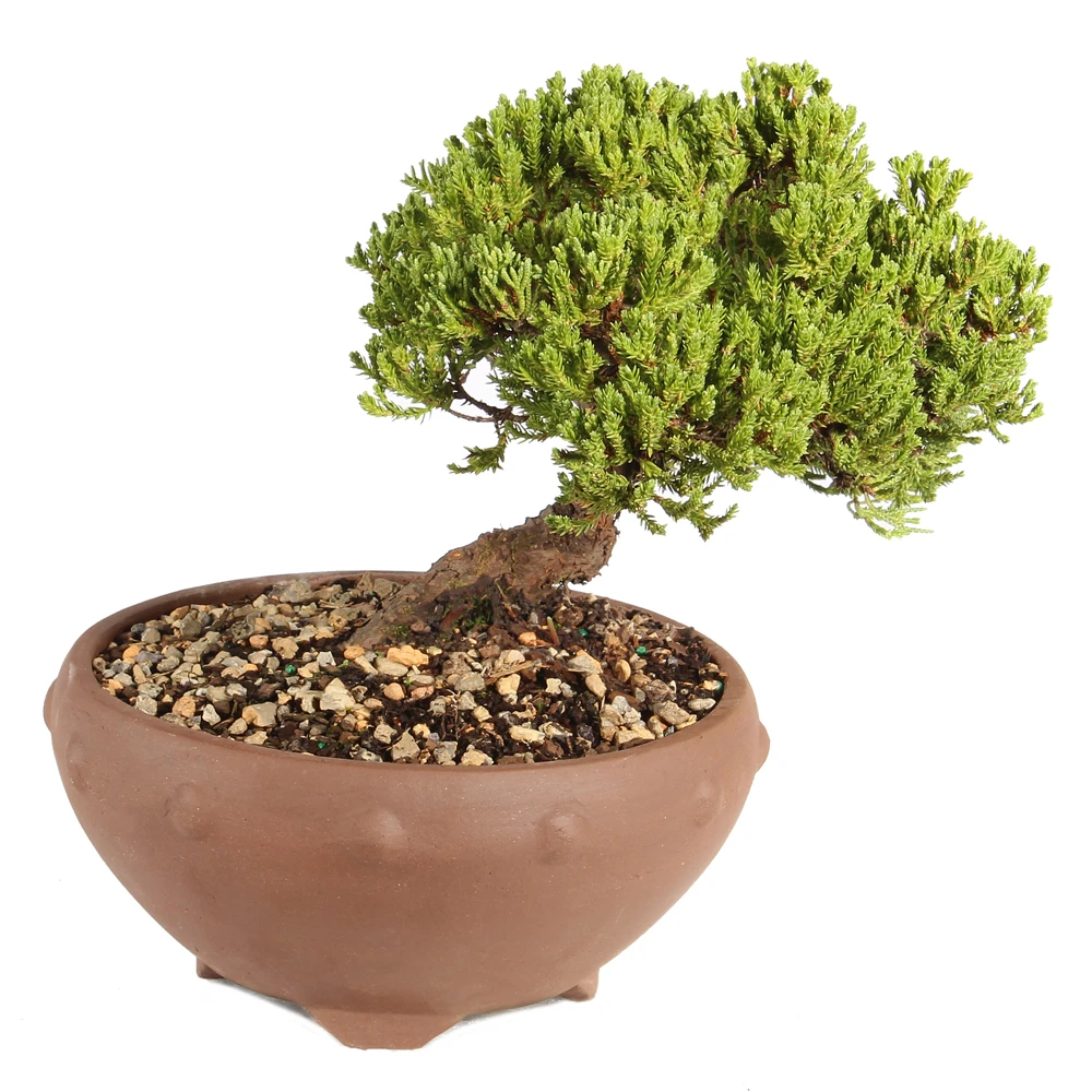Green Mound Juniper right side view 