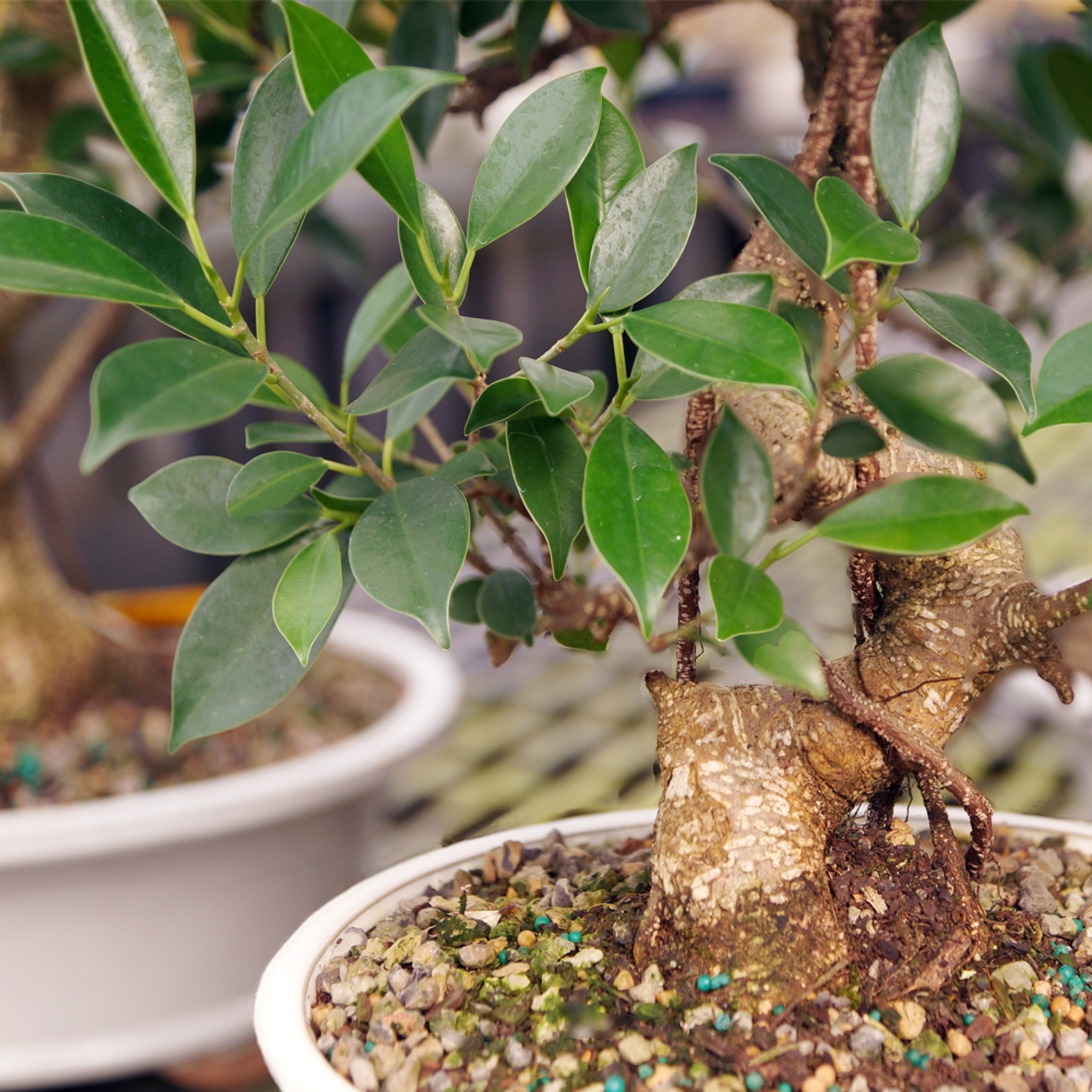 Reviews for Brussel's Bonsai Golden Gate Ficus Bonsai Tree in