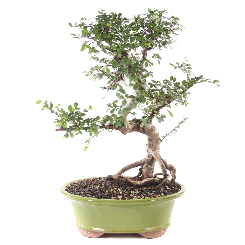 Chinese Elm (Ulmus Pparvifolia) Outdoor Bonsai - Brussel's Bonsai