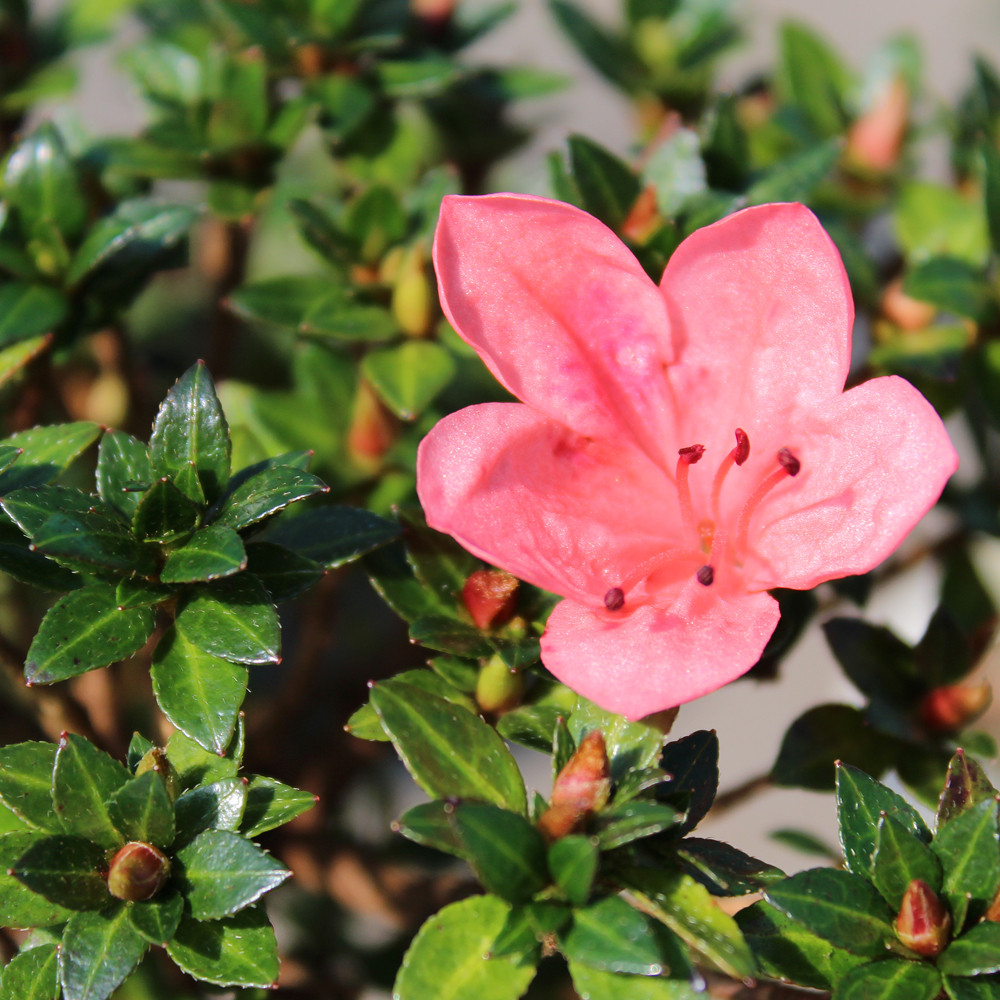 Satsuki Azalea (Rhododendron Indicum) Outdoor Bonsai. - Brussel's