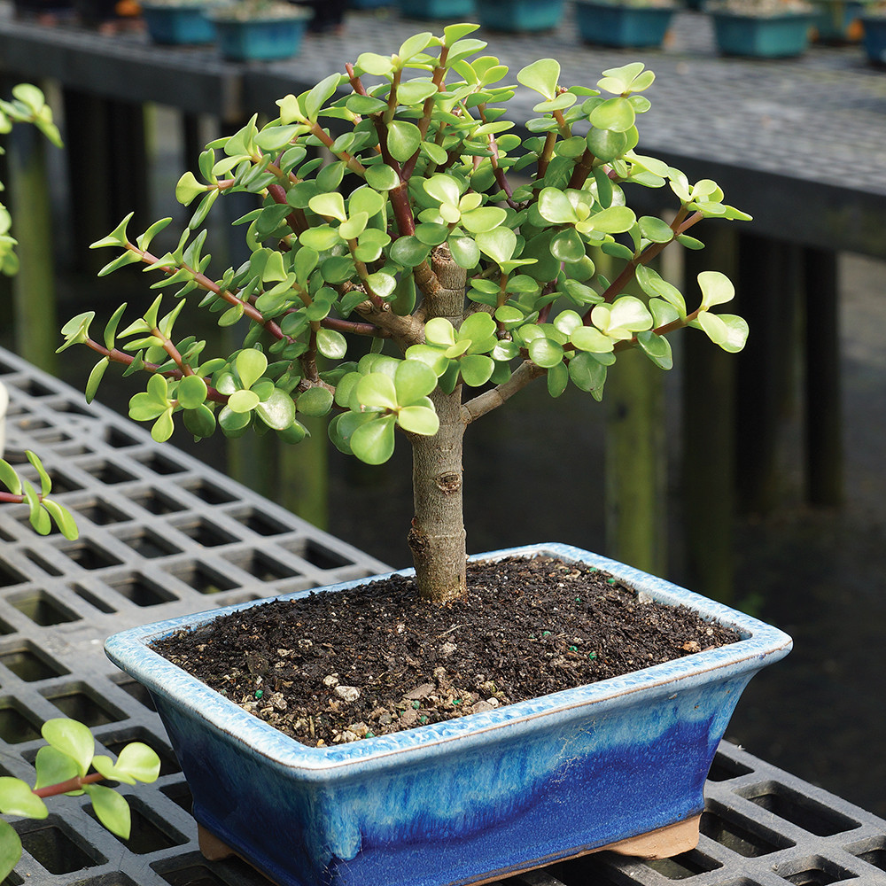 盆栽 Suculenta jade Dwarf Jade (Portulacaria Afra) Indoor Bonsai - Brussel's Bonsai