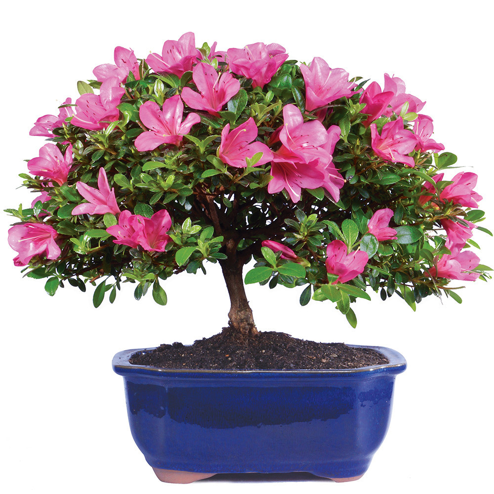 Satsuki Azalea (Rhododendron Indicum) Outdoor Bonsai. - Brussel's