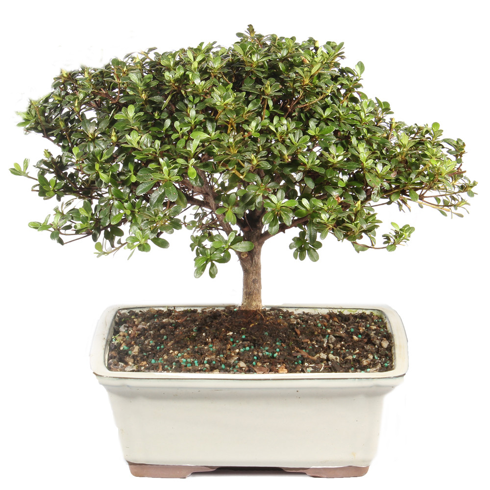 BONSAI出品 Satsuki Azalea Bonsai Display | Longwood Gardens