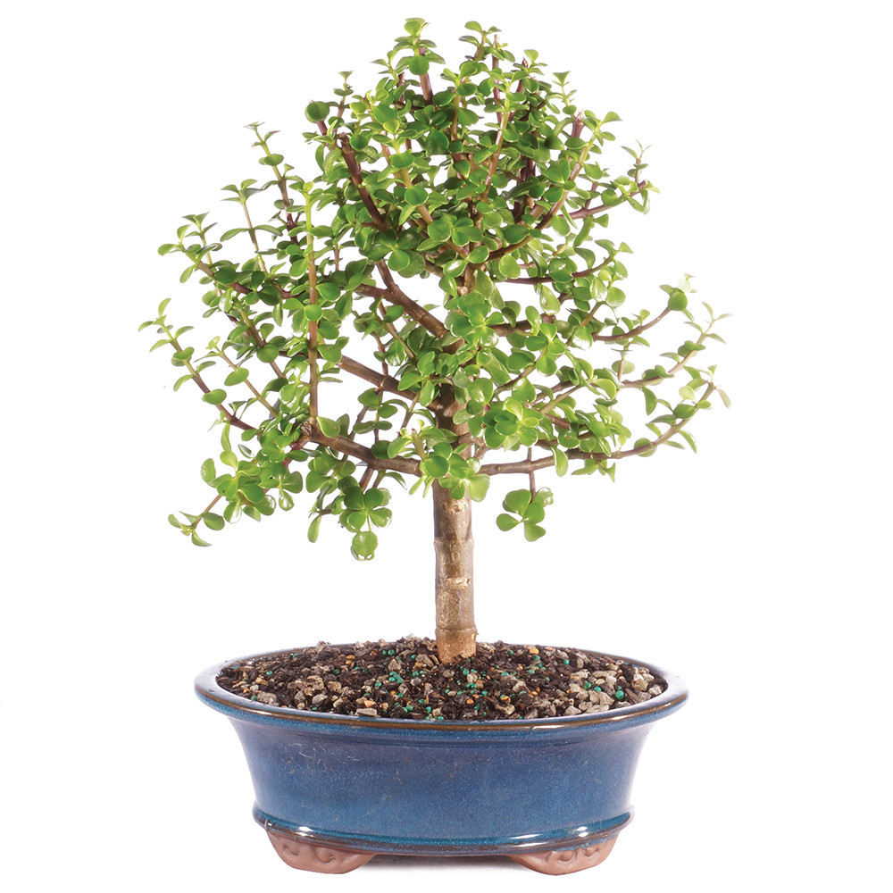 Dwarf Jade (Portulacaria Afra) Indoor Bonsai. - Brussel's Bonsai