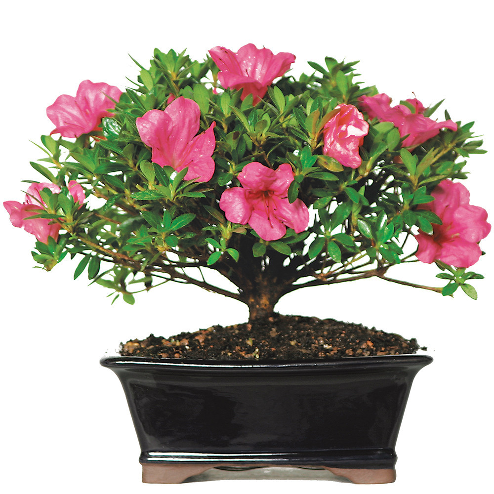 no.073 木の実　草の実　ルビーのミニマム Satsuki Azalea (Rhododendron Indicum) Outdoor Bonsai. - Brussel's
