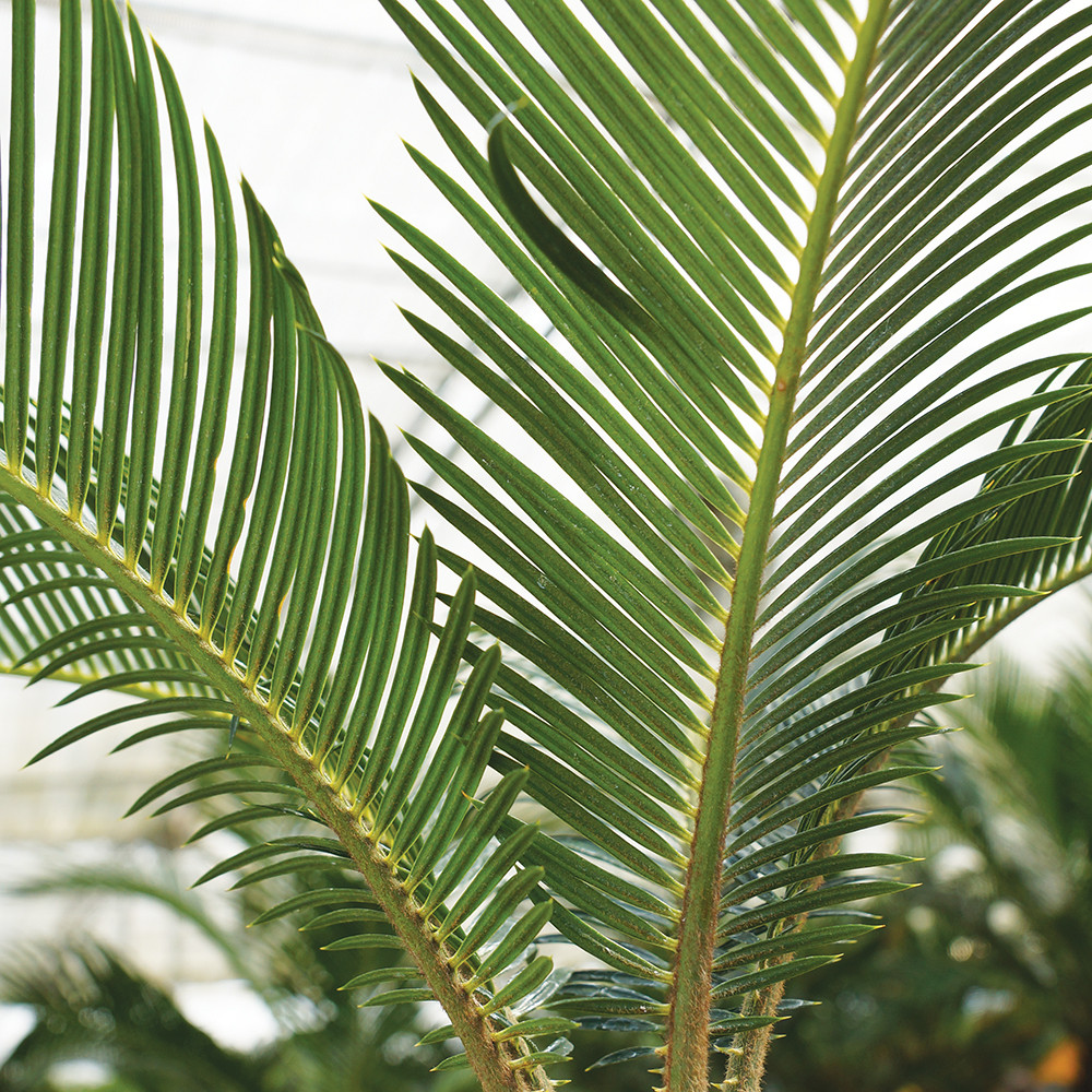 Sago Palm Cycas Revoluta Indoor Bonsai Brussel S Bonsai