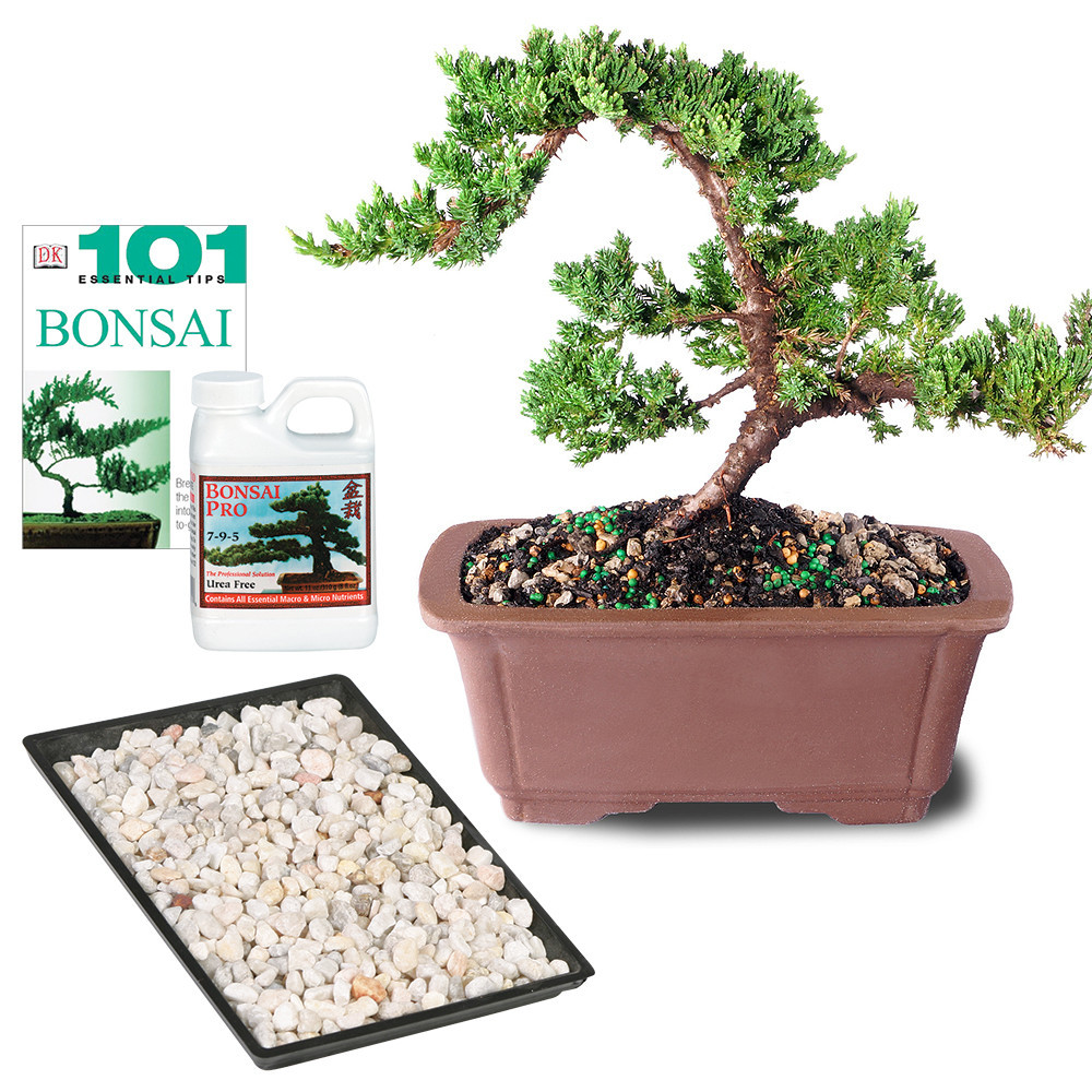 Green Mound Juniper (Nana) Outdoor Bonsai Complete Gift