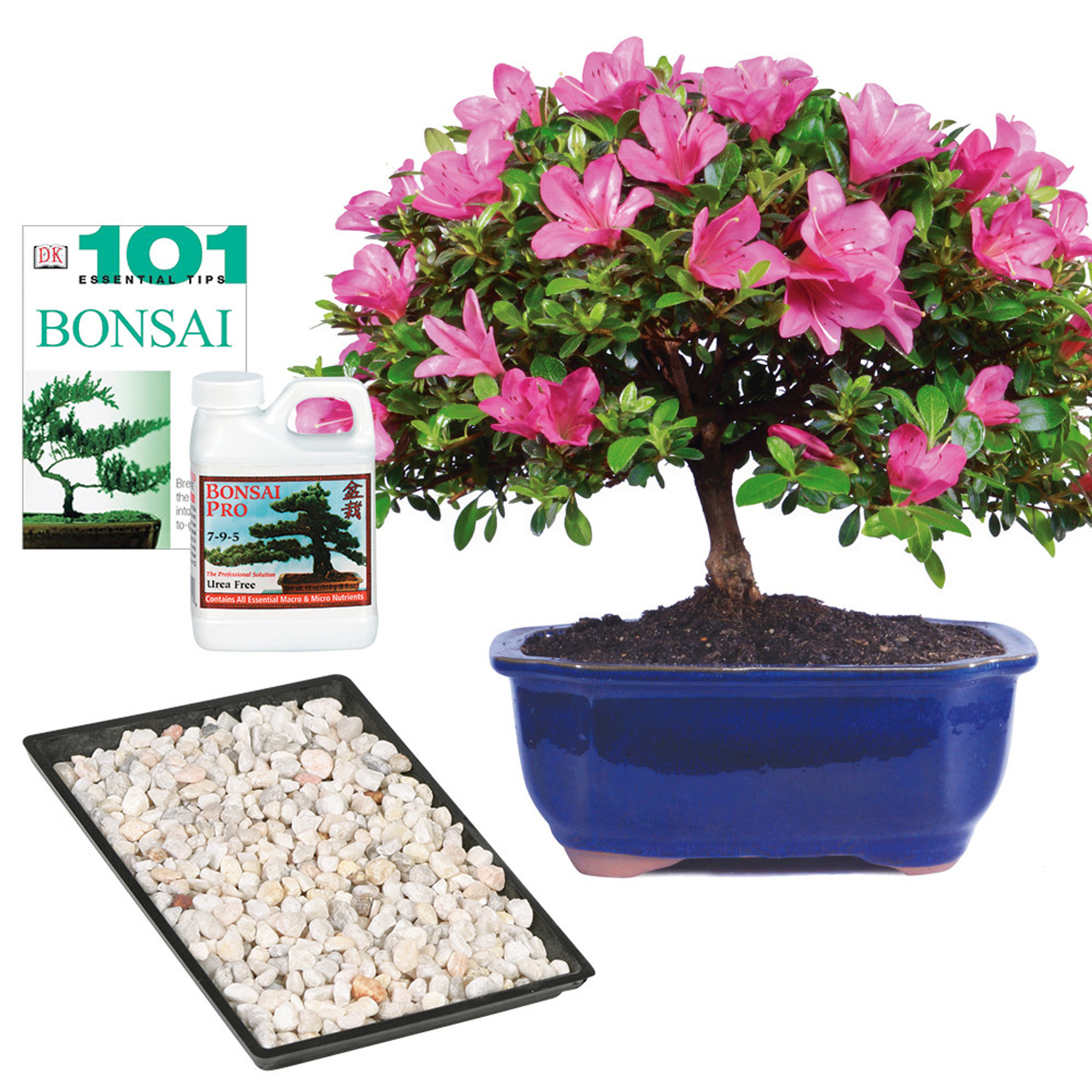 さつき 盆栽Japanese Azalea 図鑑　他合計10冊セット　超お買い得 さつき 盆栽Japanese Azalea 図鑑 他合計10冊セット 超お買い得