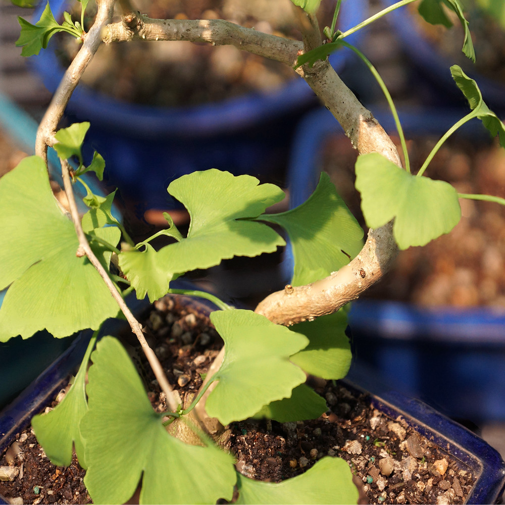 Ginko (Biloba) Indoor Bonsai Tree 10-12" - Brussel's Bonsai