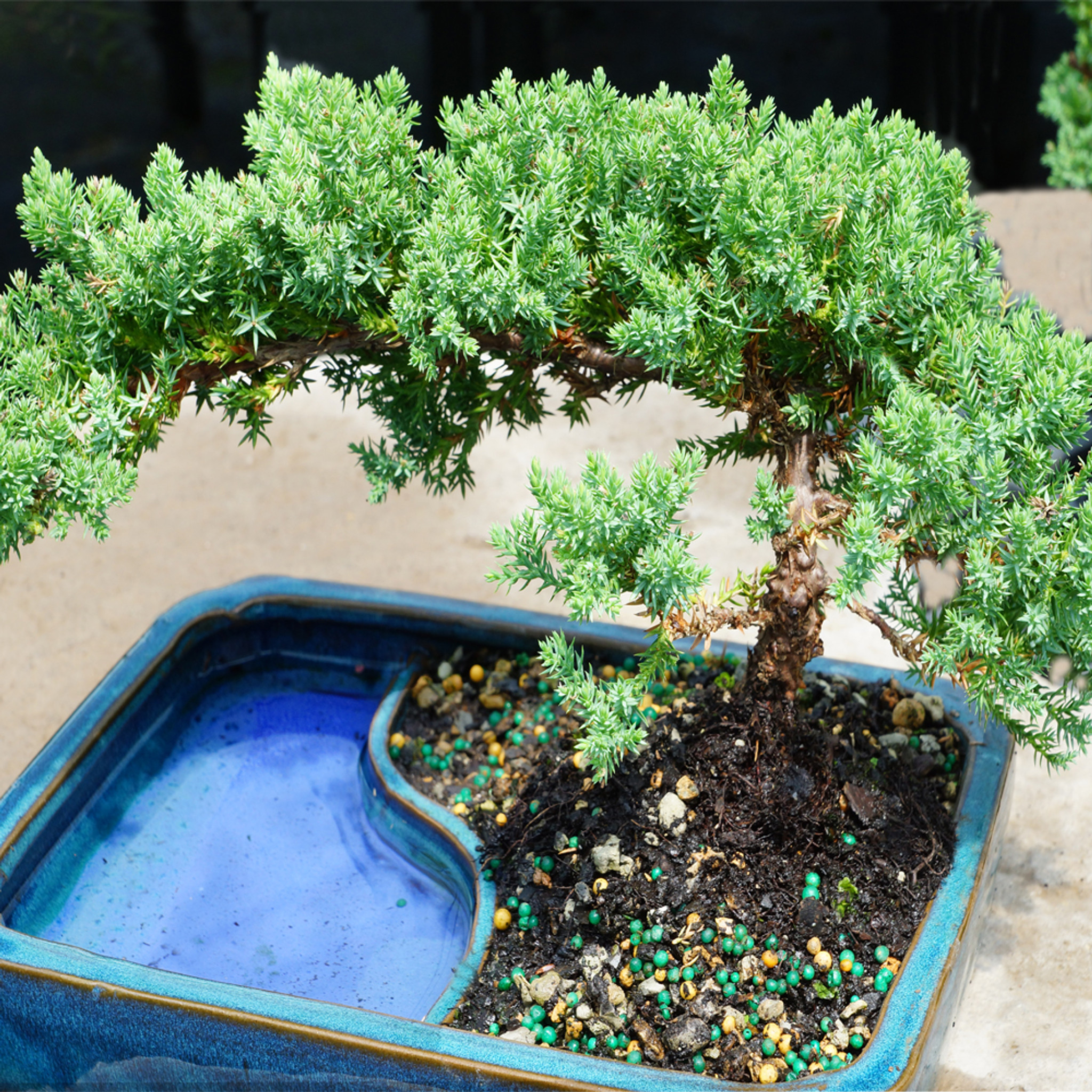 Juniper Bonsai Tree Land/Water Pot - Small (Juniper Procumbens nana)