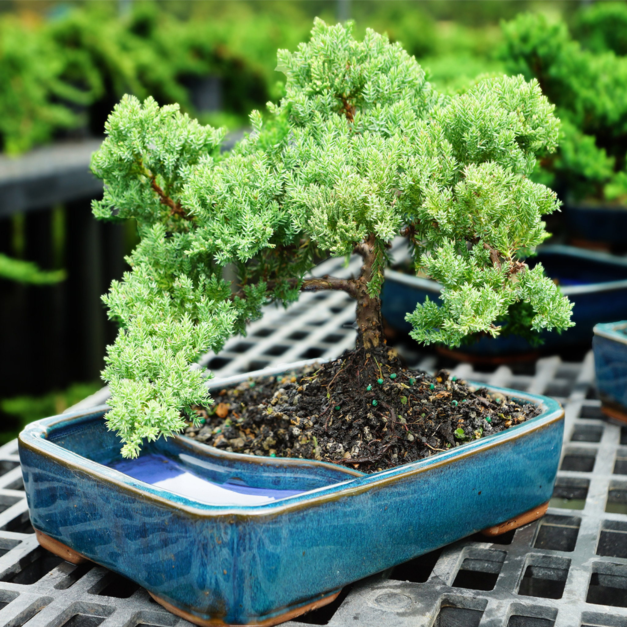 Green Mound Juniper in Water Pot - DT0118GMJWP