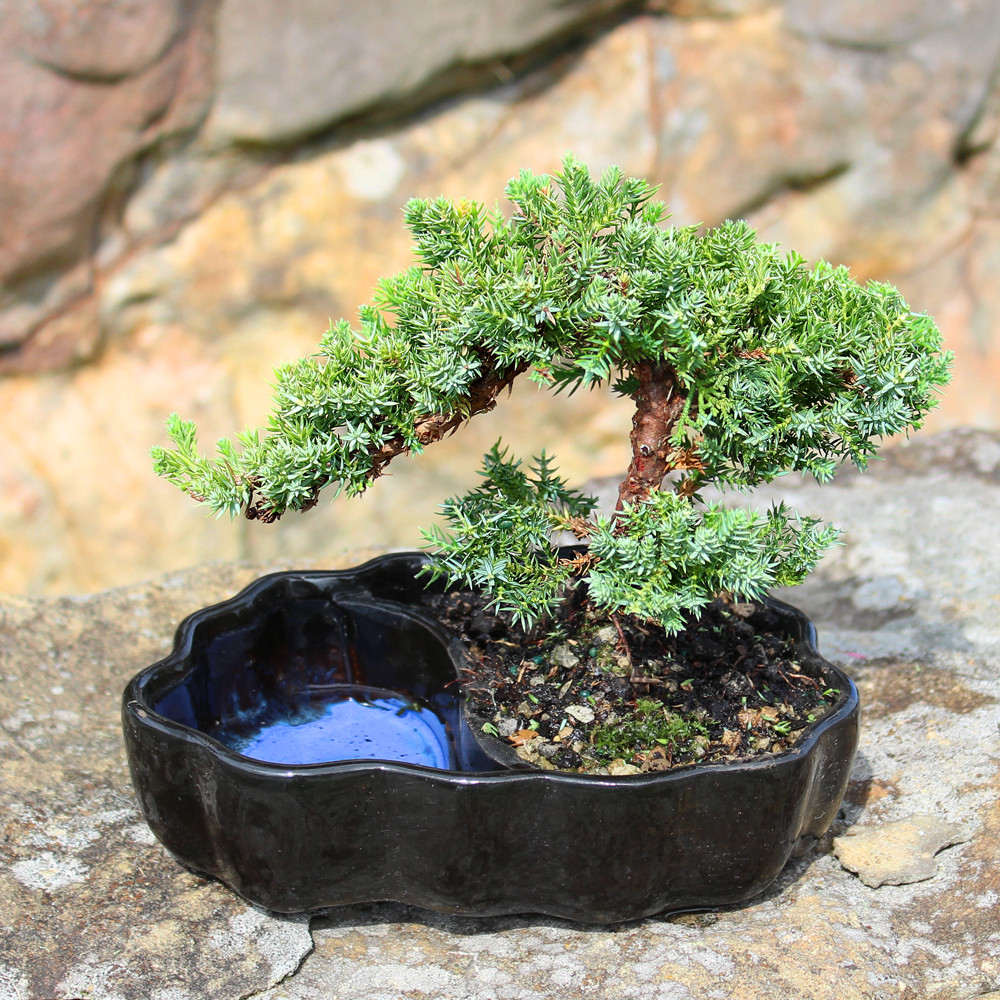 天然苔 bonsai Green Mound Juniper (Nana) Outdoor Bonsai Zen Reflections
