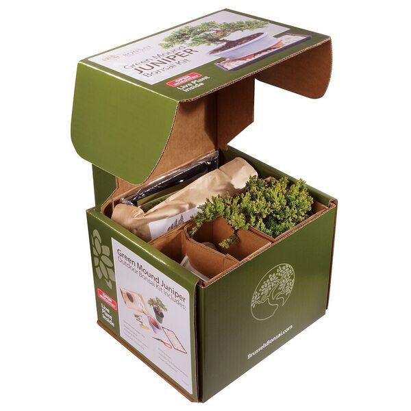 Green Mound Juniper (Nana) Outdoor Bonsai Kit - Brussel's Bonsai