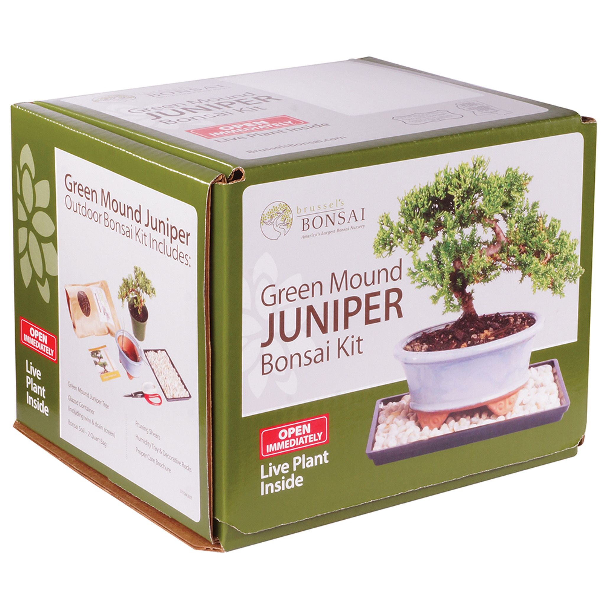 Green Mound Juniper (Nana) Outdoor Bonsai Kit - Brussel's Bonsai