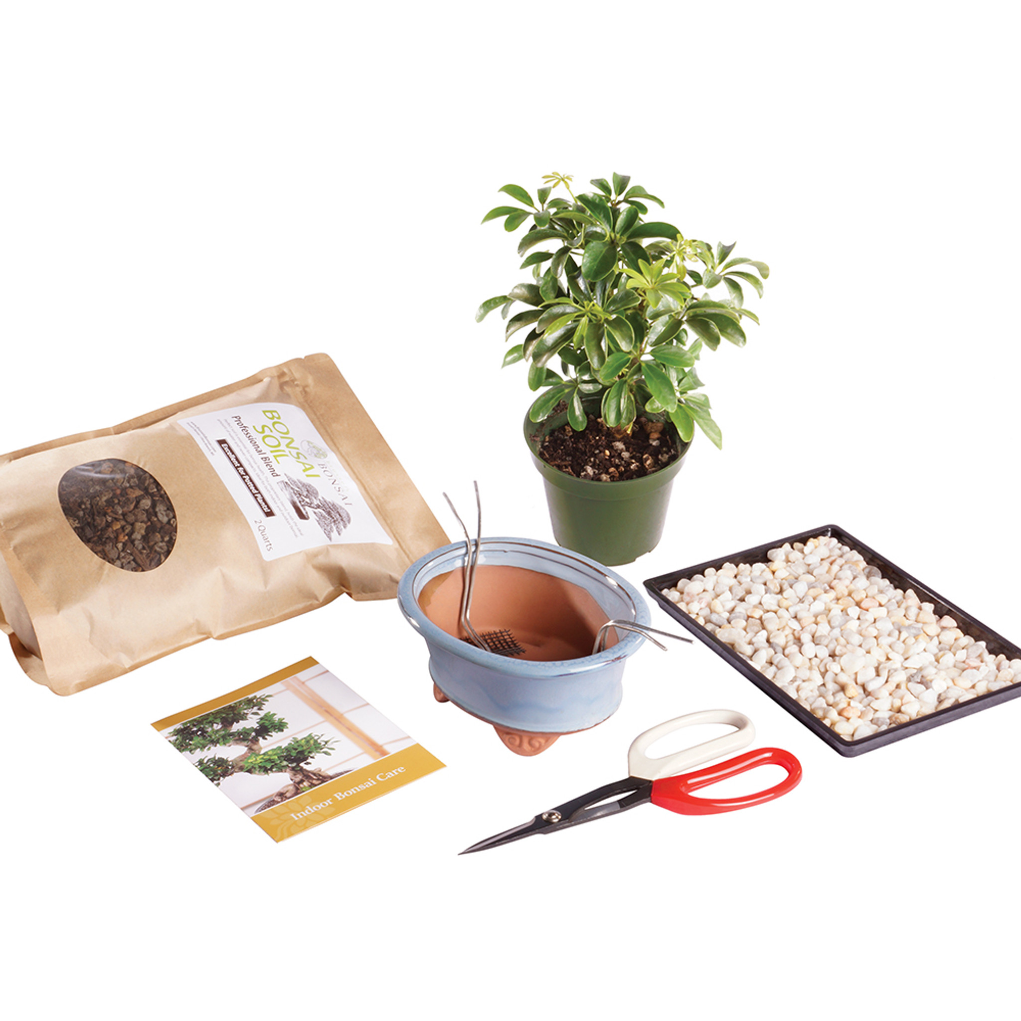 https://cdn11.bigcommerce.com/s-bhqinueo9m/images/stencil/2048x2048/products/15672/9322/hawaiian-umbrella-kit-indoor-bonsai-dthukit-2__18347.1522336907.jpg?c=2