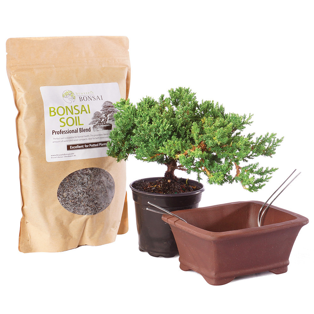 moso bambus Moso Bamboo Seeds