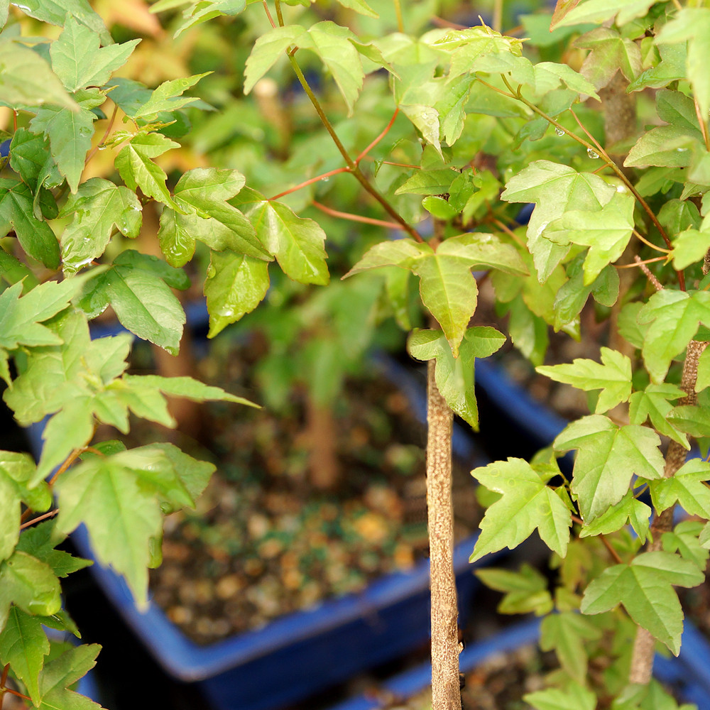 Trident Maple Grove - DT0219TMG3 - Brussel's Bonsai