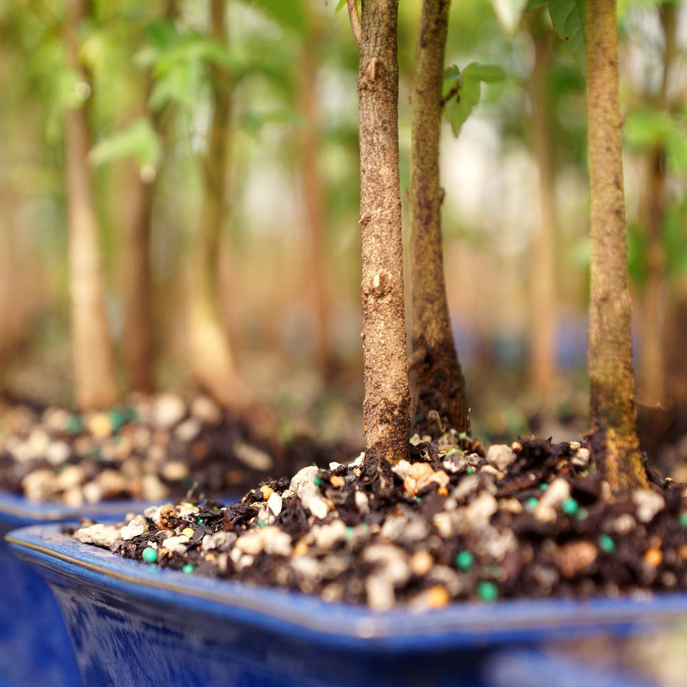 Trident Maple Grove - DT0219TMG3 - Brussel's Bonsai