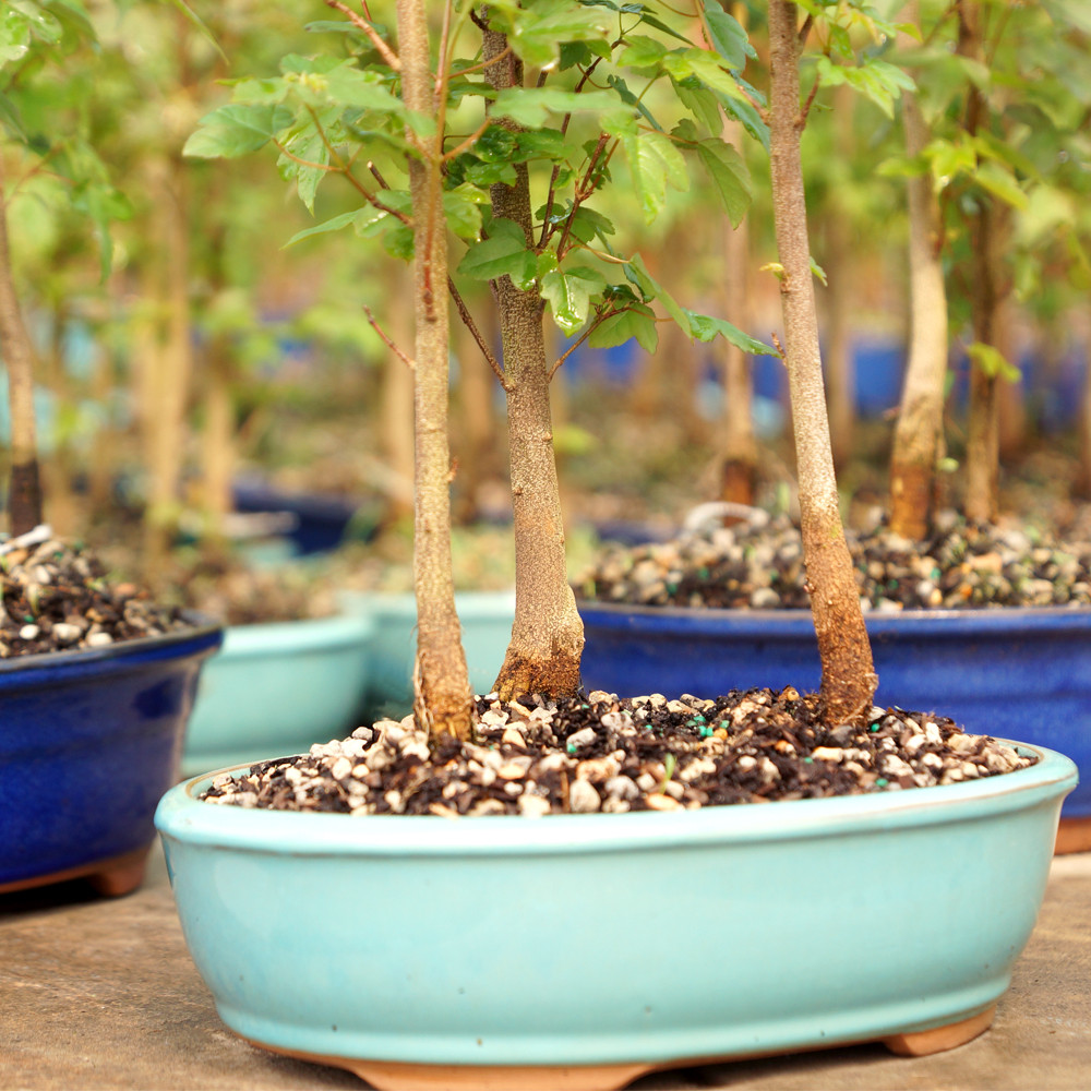 Trident Maple Grove - DT0219TMG3 - Brussel's Bonsai