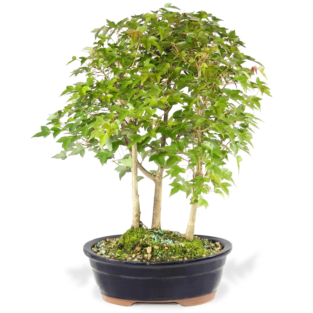 Trident Maple Grove - Outdoor Bonsai Live Tree