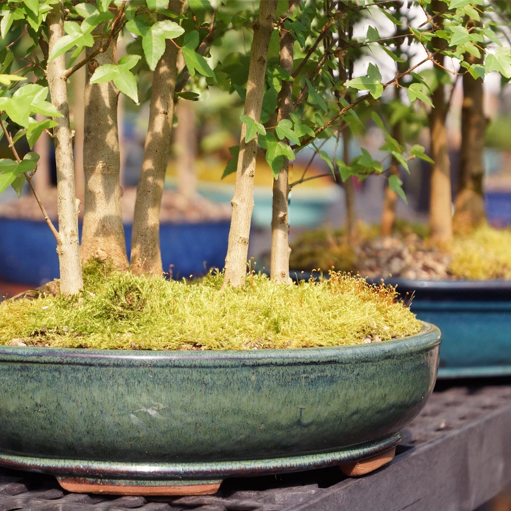 watering globes for indoor plants Blumat Glass Plant Self Watering Globes main image 0
