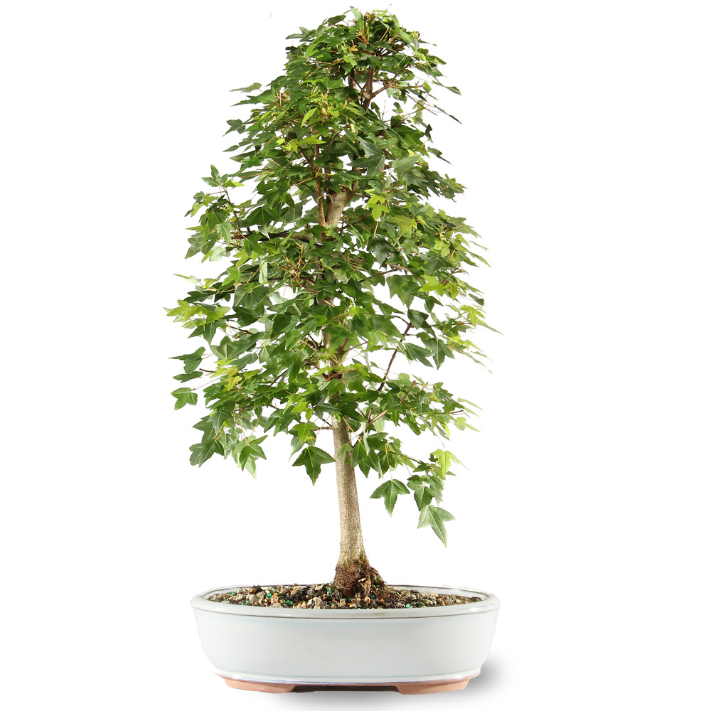 Trident Maple - DT0121TM - Brussel's Bonsai