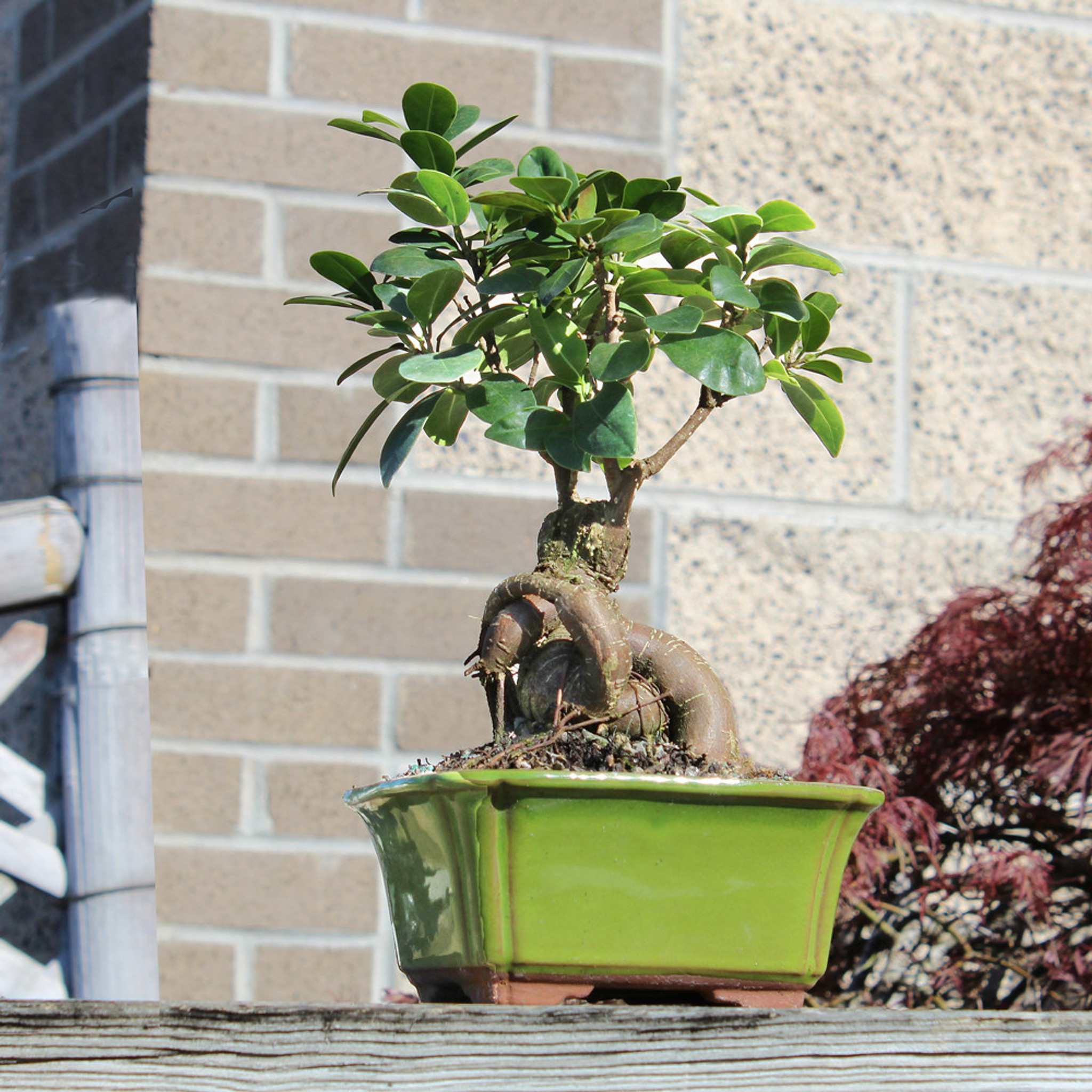 値下げ我谷風盆　約31.5cm×約21cm×約3.5cm Ginseng Grafted Ficus - CT7021GMF - Brussel's Bonsai