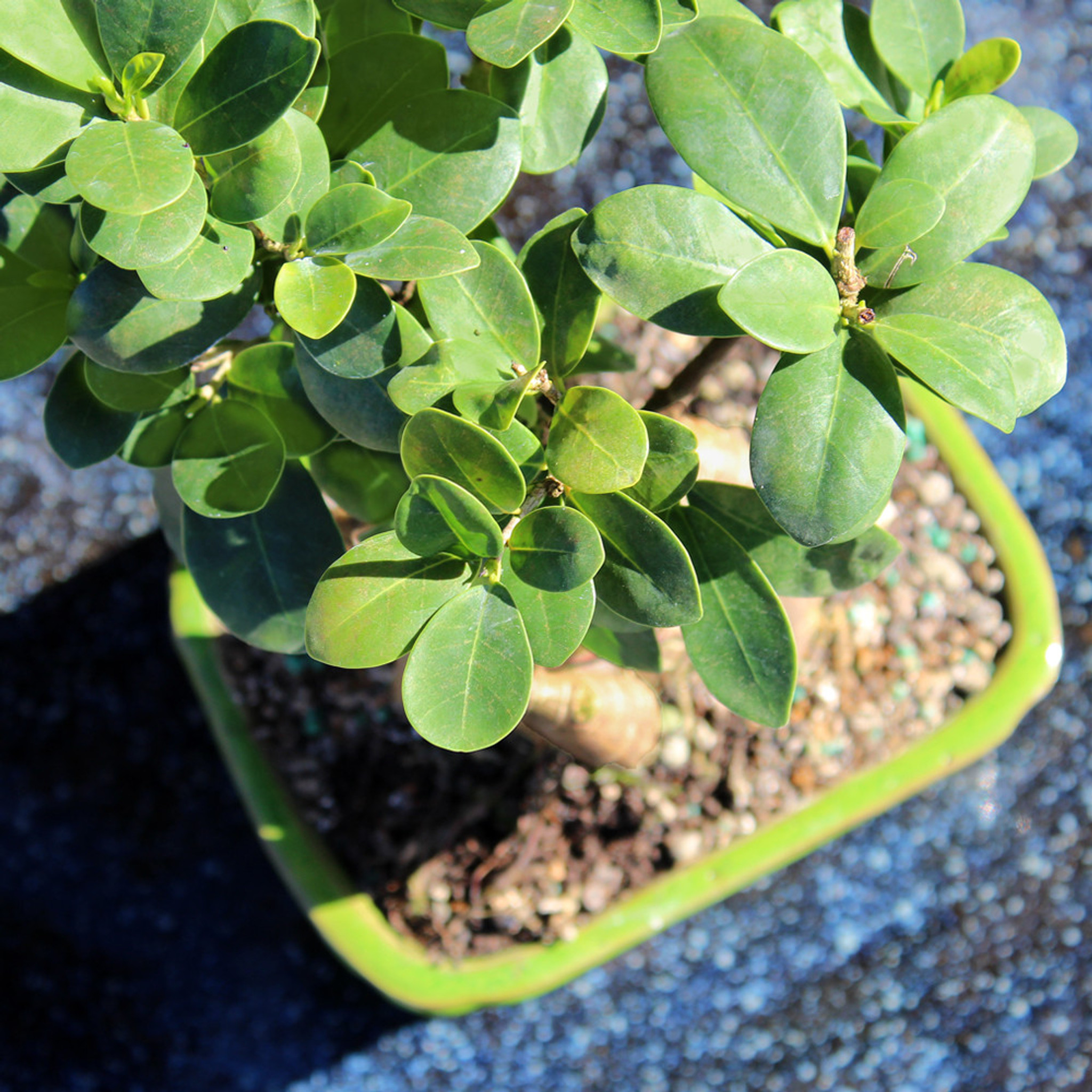 値下げ我谷風盆　約31.5cm×約21cm×約3.5cm Ginseng Grafted Ficus - CT7021GMF - Brussel's Bonsai