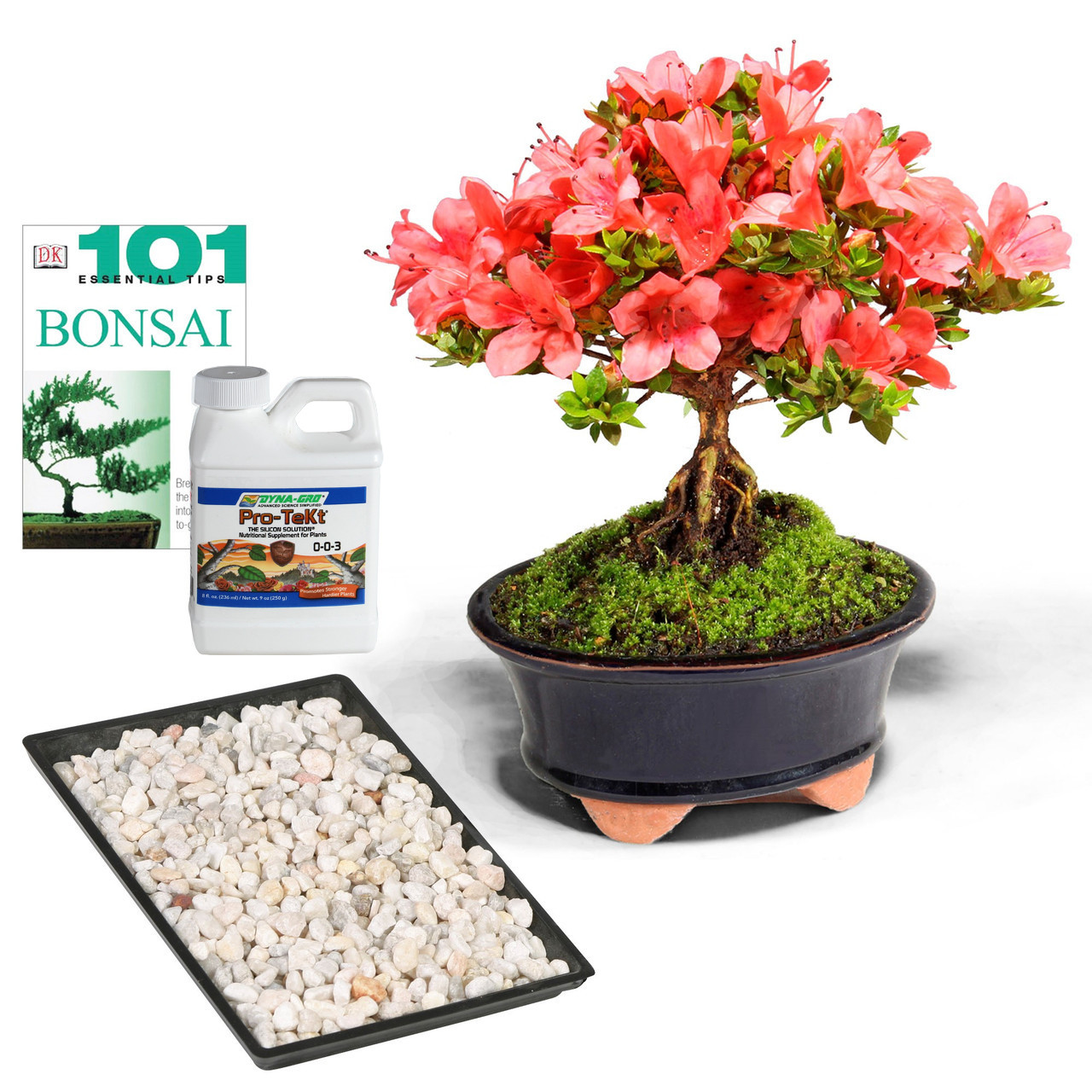 Satsuki Azalea 'Kazan' Complete Gift - DT0516RKACG - Brussel's Bonsai
