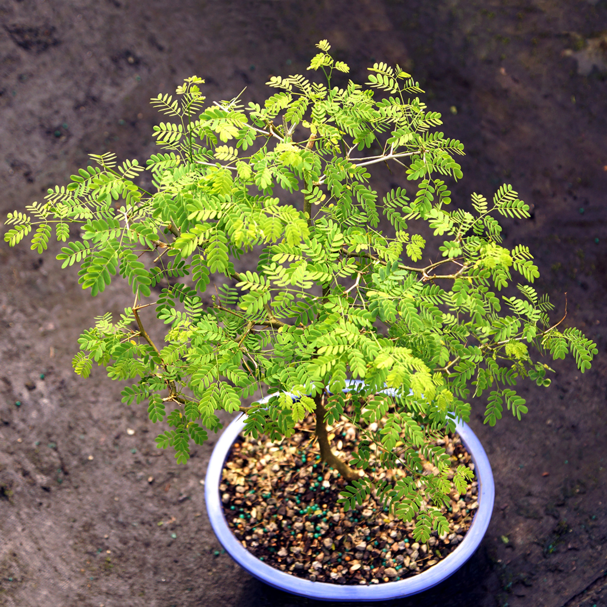 盆栽 brazil Brazilian Rain Tree – One of a Kind Pre-Bonsai – Wigert's Bonsai