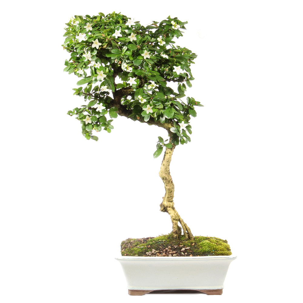 Cryptomeria - ST3424CJT-N Specimen Bonsai Live Tree