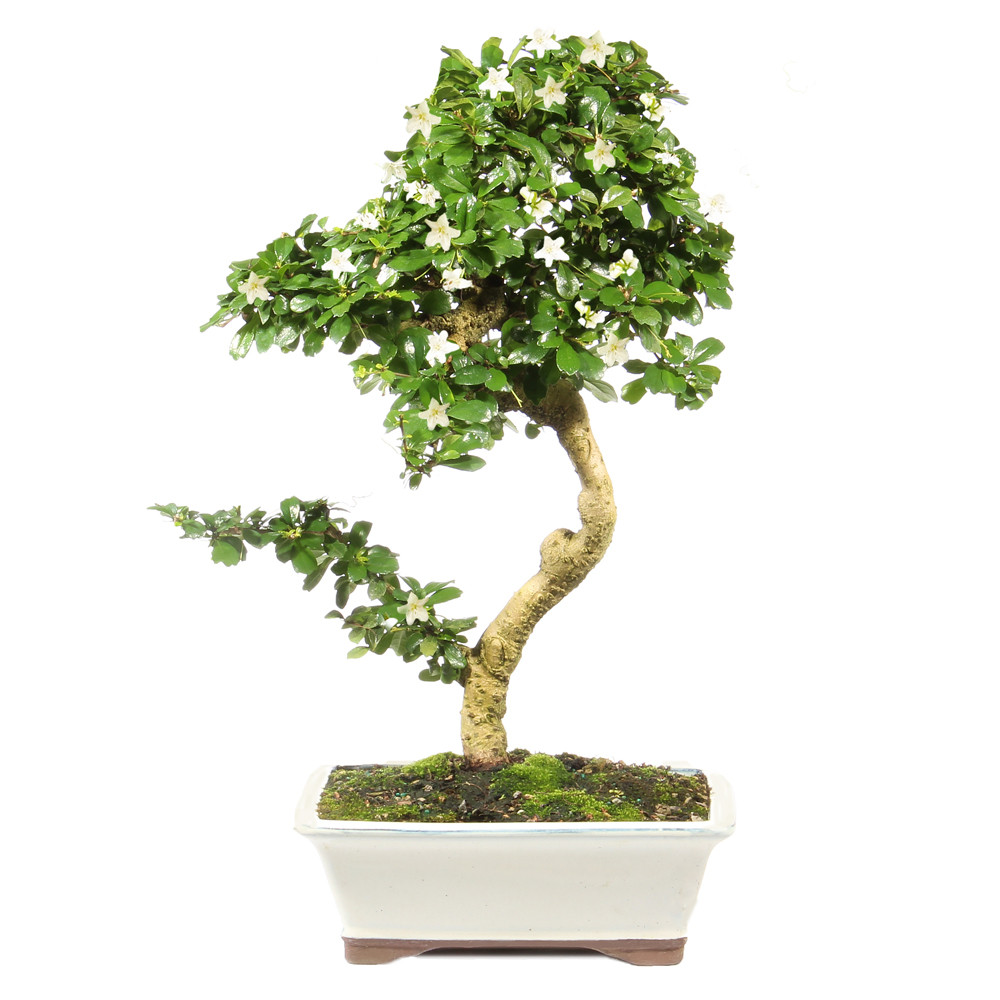 【i&n_ Botanical.】 Fukien Tea - ST0124FT-R - Brussel's Bonsai
