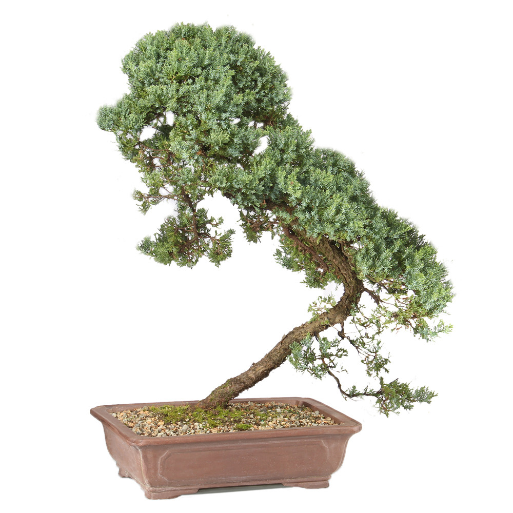 松　盆栽　2 GREEN MOUND JUNIPER - ST6322GMJ-K - Brussel's Bonsai