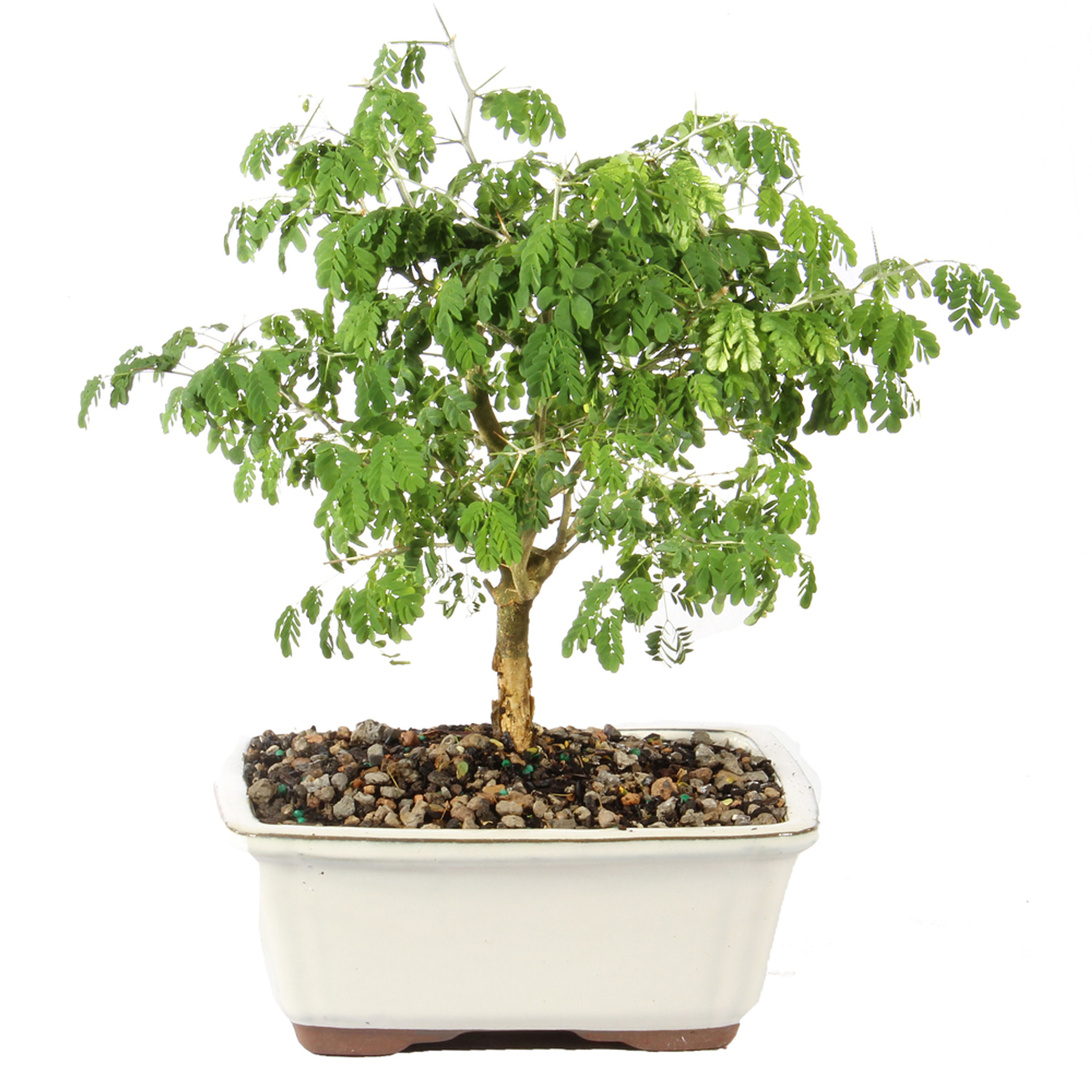 Brazillian Rain Tree - DT0524BRT - Brussel's Bonsai