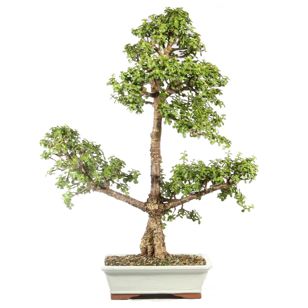 Dwarf Jade - ST4324DJ-B PICK UP ONLY - Brussel's Bonsai