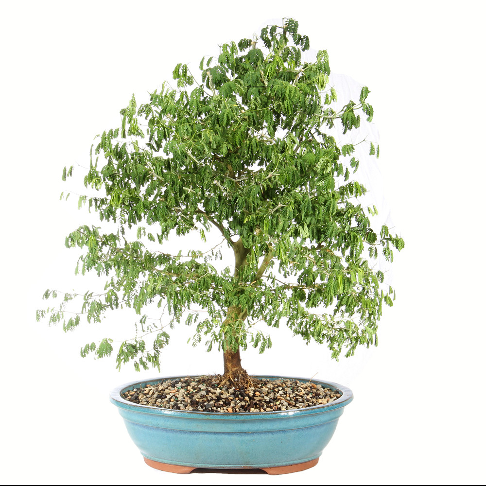 Brazilian Rain Tree - ST4824BRT- C - Brussel's Bonsai
