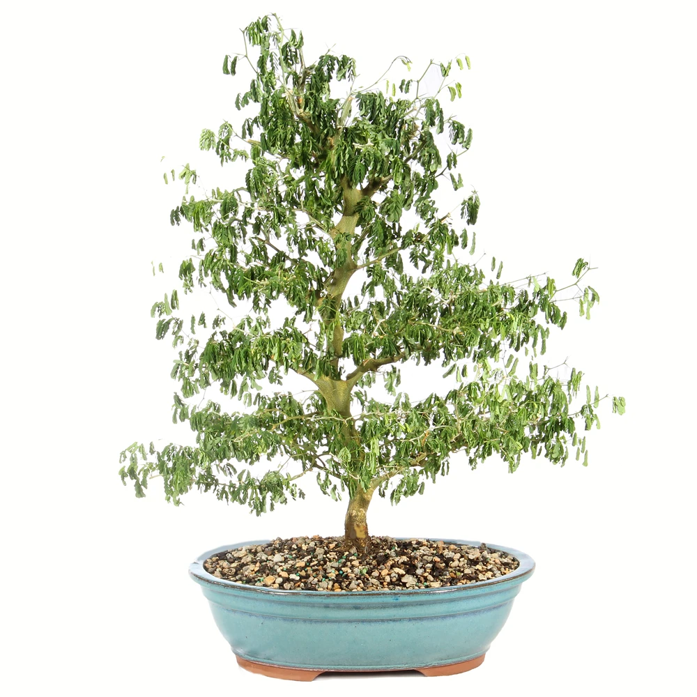 ribba bambus Bambusa bambos 15/100 Seeds, Giant Indian Thorny Bamboo, Bambusa arund main image 1