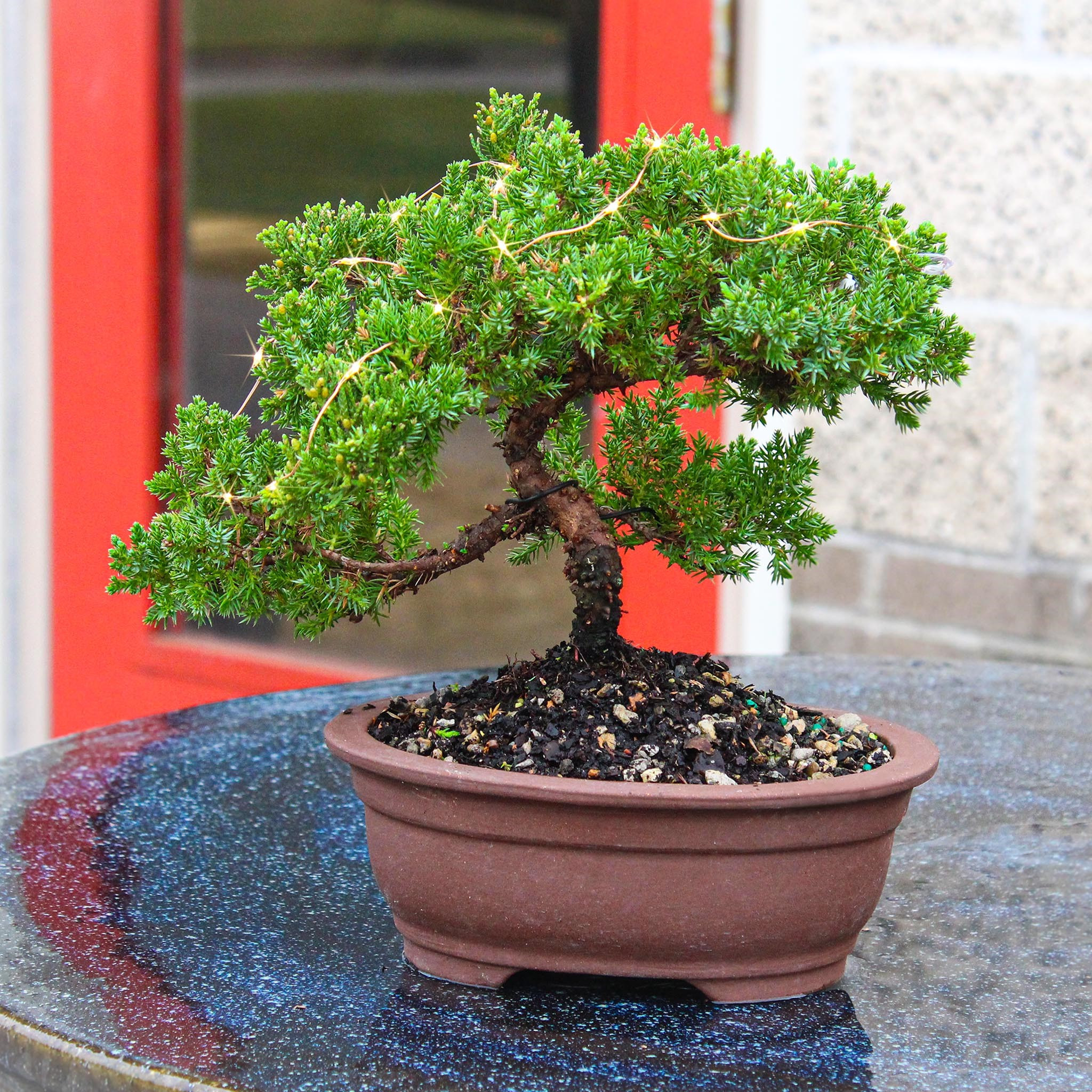 Green Mound Juniper With Lights - DT7079GMJL - Brussel's Bonsai